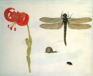 Studie av en röd tigerlilja, en snigel, en skalbagge och en trollslända (gouache på veläng)