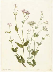 Blåsensenna och Sticky Catchfly Rode en witte Viscaria av pekanjer