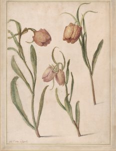 Studie av tre fritillare, 1683.