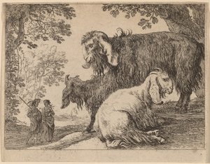 Angora får av Herman van Swanevelt