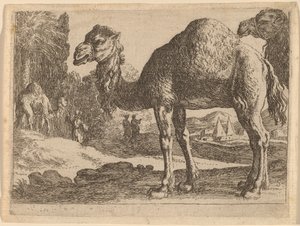 Kameler av Herman van Swanevelt