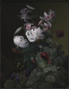 Blommande växter av Hermania Neergaard