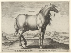 Häst från Grekland (Achivus) Achivvs (titel på objekt) Hästaraser från Royal Stables of Don Juan of Austria (serietitel) Equile Ioannis Austriaci Caroli (serietitel) av Hieronymus Wierix