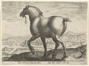 Häst från Sachsen Saxo (titel på objekt) Hästaraser från Royal Stables of Don Juan of Austria (serietitel) Equile Ioannis Austriaci Caroli (serietitel)