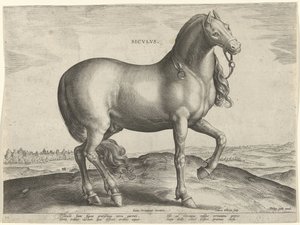 Häst från Sicilien (Siculus) Sicvlvs (titel på objekt) Hästaraser från Royal Stables of Don Juan of Austria (serietitel) Equile Ioannis Austriaci Caroli (serietitel)