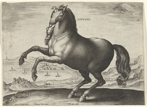 Häst från södra Italien (Appulus) Appvlvs (titel på objekt) Hästaraser från Royal Stables of Don Juan of Austria (serietitel) Equile Ioannis Austriaci Caroli (serietitel) av Hieronymus Wierix