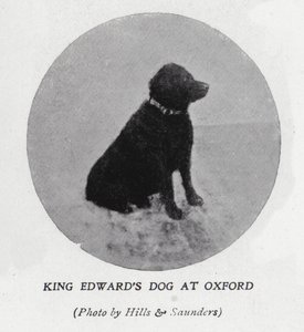 Kung Edward VII:s hund vid Oxford University (s/v foto)