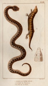 Aesping eller Red Vipere, Skink från apotek, hans huvud sett ovan.” Fauna des Mdecins eller historia om djur och deras produkter av Hippolyte Cloquet” - Volym 6 - 1825. av Hippolyte Cloquet