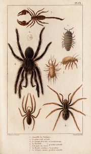 Butikernas Amardille, Skabbens Sascopte, Tarantula, Araignee av scavar, Mygale, Skorpionen.