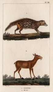 Civet och mysk." "Fauna des Mdecins eller historia om djur och deras produkter av Hippolyte Cloquet" - Volym 6 - 1825. av Hippolyte Cloquet