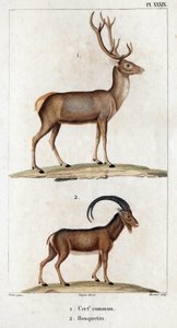 Hjortar och stenbockar." "Fauna des Mdecins eller historia av djur och deras produkter av Hippolyte Cloquet" - Volym 6 - 1825.