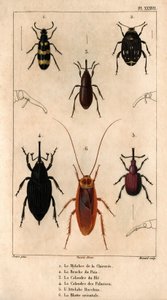 Cikoriamylabra, ärtvivel, vetegaller, palmgallret, Hitch Bacchus, orientaliska kackerlackan i ""Fauna of Doctors or the History of Animals and their Products by Hippolyte Cloquet"" - Volym 6 - 1825. av Hippolyte Cloquet