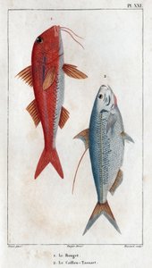 Rouget och Caillou-Tassart (Caillou Tassart). I ""Fauna des Medecins eller historia om djur och deras produkter av Hippolyte Cloquet"" - Volym 6 - 1825. av Hippolyte Cloquet