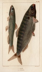 Shad and Ansjovis." "Fauna des Mdecins eller historia om djur och deras produkter av Hippolyte Cloquet" - Volym 6 - 1825. av Hippolyte Cloquet