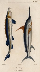 Stör och svärdfisk." "Fauna des Médecins eller historia om djur och deras produkter av Hippolyte Cloquet" - Volym 6 - 1825.