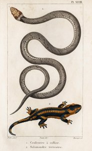 The Collared Snake, Land Salamander.” “Fauna des Médecins or History of Animals and their Products by Hippolyte Cloquet” - Volym 6 - 1825.