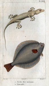 Gecko av hus och Limand. Tallrik hämtad från "" Fauna of Physics or History of Animals and their Products"" av Hippolyte Cloquet av Hippolyte Cloquet