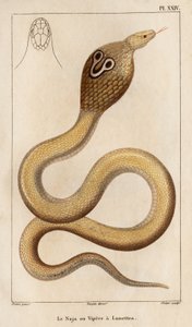 Naja eller huggorm har glasögon." "Fauna des Mdecins eller historia om djur och deras produkter av Hippolyte Cloquet" - Volym 6 - 1825. av Hippolyte Cloquet