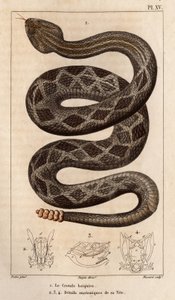 Skallerormen kommer att dricka, anatomiska detaljer om hans huvud.”” Läkarfauna eller djurens historia och deras produkter av Hippolyte Cloquet”” -