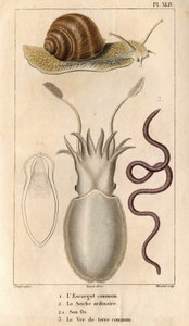 Den vanliga snigeln, den vanliga bläckfisken, dess ben, den vanliga daggmasken. i "" Fauna of the Docks eller historia av djur och deras produkter av Hippolyte Cloquet""" - Volym 6 - 1825.