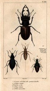 Den manliga drakens takfönster, naturlig storlek, Reduve-masken, de vanliga blapsen, proscarabee Meloe i "" Fauna av läkarna eller historia av djur och deras produkter av Hippolyte Cloquet"" - Volym 6 - 1825.