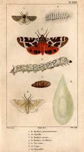 Procession Bombyce, dess larv, Marten Bombyce, Murier Bombyce, Silk Worm, dess skrov, dess chrysalide.in "" Fauna of the Doctors or history of animals and their products by Hippolyte Cloquet"" -