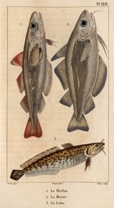 Vilingen, torsken och laken.” Fauna des Mdecins eller historia om djur och deras produkter av Hippolyte Cloquet” - Volym 6 - 1825.