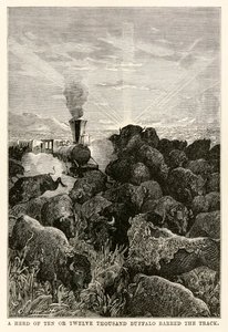 En flock på tio eller tolv tusen bufflar spärrade banan, från Around the World in Eighty Days av Jules Verne (1828-1905), graverad av Louis Prevost, 1873