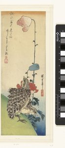 Vaktel och vallmo av Hiroshige (I) , Utagawa