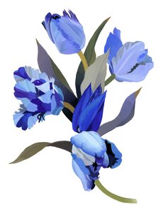Blå tulpan