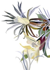 Eleganta, skäggliknande blommor.