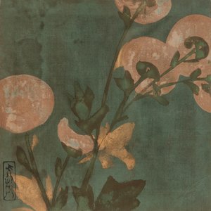 Krysantemum, Edo-period, sent 1500-tidigt 1600-tal.