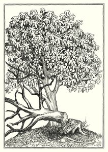Illustration till Bergspredikan (gravyr)