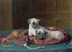 Mops valpar i en korg (panel)