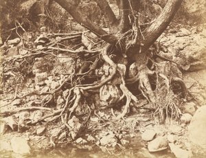 Träd med trassel av rötter,1853 (foto) av Hugh Owen