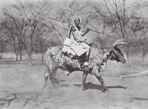 Afrika: Aulad Hamid oxryttare (svartvitt foto) av Hugo Adolf Bernatzik