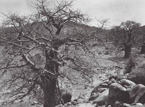 Afrika: Baobabträd, Dar Nuba (svartvitt foto) av Hugo Adolf Bernatzik