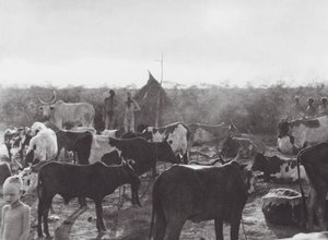 Afrika: Boskapskraal vid stranden av Bahr el Zeraf (svartvitt foto) av Hugo Adolf Bernatzik