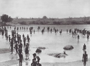 Afrika: Morus bygger en bro nära Amadi (svartvitt foto) av Hugo Adolf Bernatzik