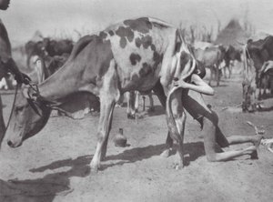 Afrika: Nordlig Dinka blåser en ko (svartvitt foto)
