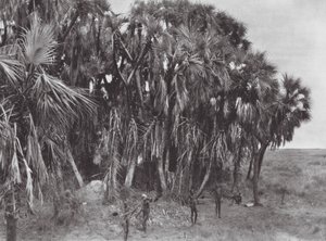 Afrika: Nuer-jägare i en palmträdgård (svartvitt foto) av Hugo Adolf Bernatzik