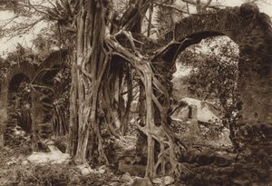 Mexiko: Spansk bågbro med fikonträd, Antigua, Vera Cruz State (svartvitt foto) av Hugo Brehme