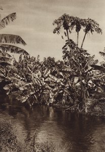 Mexiko: Bananer och papayor, Vera Cruz State (svartvitt foto) av Hugo Brehme