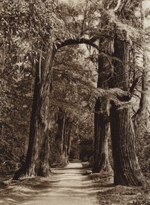 Mexiko: Capital Mejico, Chapultepec Park, Alameda de los Filosofos (svartvitt foto) av Hugo Brehme