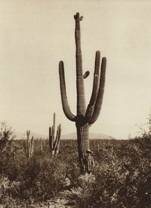 Mexiko: "Cereus giganteus" i omgivningarna kring Magdalena, delstaten Sonora (svartvitt foto)