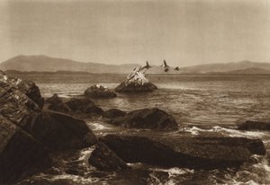 Mexiko: Manzanillos kust, Pelicanos, Colima State (svartvitt foto) av Hugo Brehme