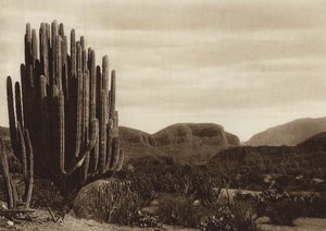 Mexiko: Cuicatian, "Cereus candelabrum" (svartvitt foto)