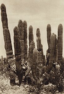 Mexiko: Guaymas, "Cereus Pringlei", Estado Sonora (svartvitt foto)