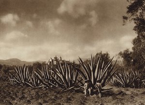 Mexiko: Tepepams omgivningar med agavefält (svartvitt foto) av Hugo Brehme
