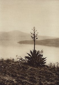 Mexiko: Stranden vid Chapalasjön med blommande agaver (svartvitt foto) av Hugo Brehme